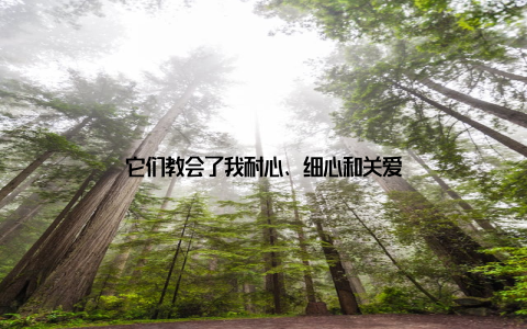 它们教会了我耐心、细心和关爱