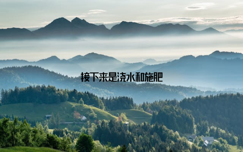 接下来是浇水和施肥
