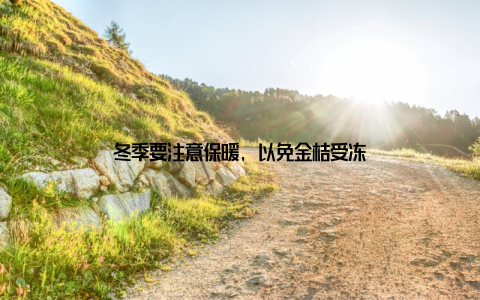 冬季要注意保暖, 以免金桔受冻