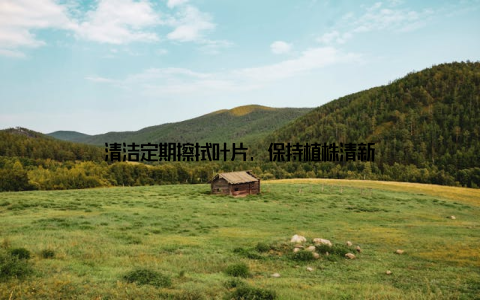 清洁定期擦拭叶片, 保持植株清新