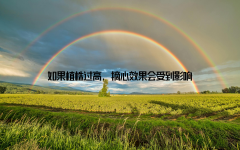 如果植株过高, 摘心效果会受到影响
