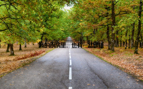 我的厨房里, 也有一盆绿植