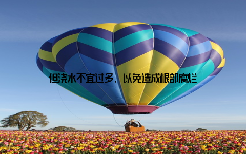 但浇水不宜过多, 以免造成根部腐烂