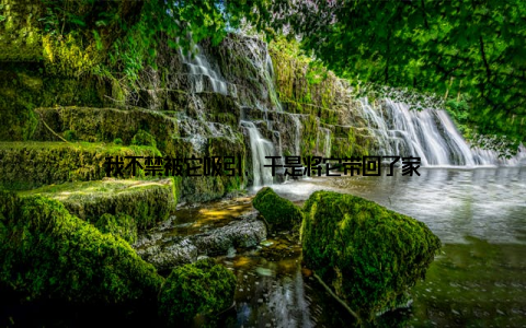 我不禁被它吸引, 于是将它带回了家