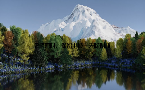 2修剪时, 保留主枝, 去除侧枝