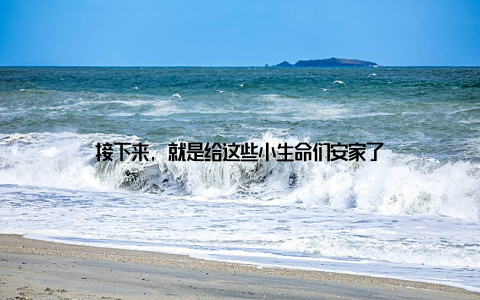 接下来, 就是给这些小生命们安家了