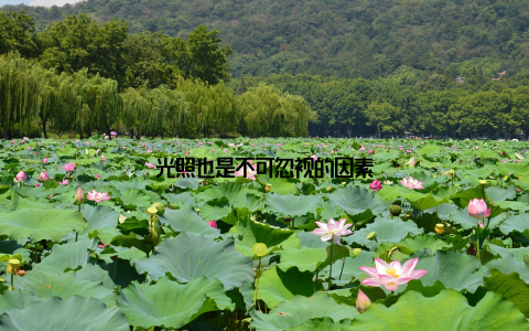 光照也是不可忽视的因素