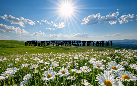 修剪枝条冬季是修剪盆栽葡萄的好时机