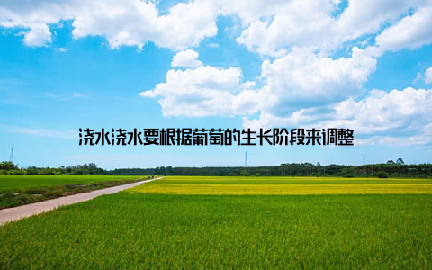 浇水浇水要根据葡萄的生长阶段来调整