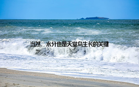 当然, 水分也是天堂鸟生长的关键