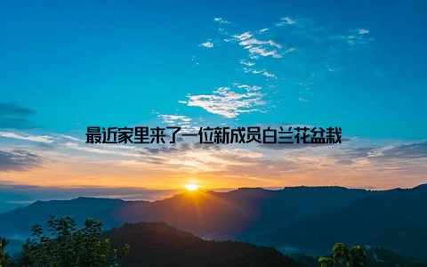 最近家里来了一位新成员白兰花盆栽