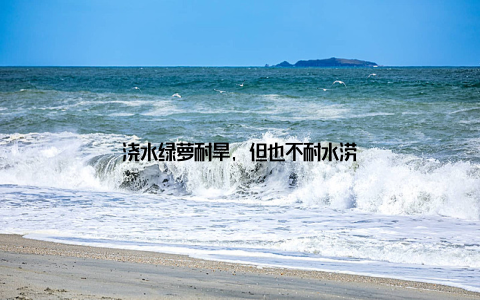 浇水绿萝耐旱, 但也不耐水涝