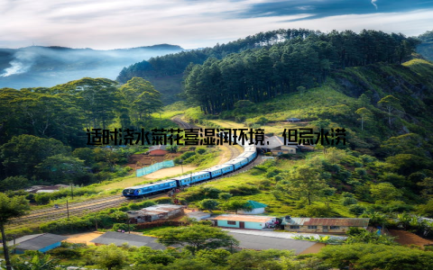 适时浇水菊花喜湿润环境, 但忌水涝