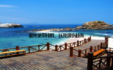 避免使用钝剪, 以免损伤枝条