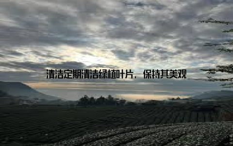 清洁定期清洁绿植叶片, 保持其美观