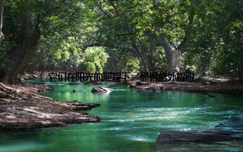 它们在阳光的照耀下, 显得格外耀眼