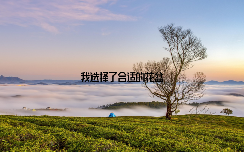 我选择了合适的花盆