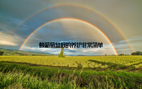 赖葡萄盆栽的养护非常简单