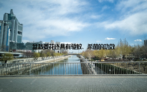 盆栽姜花还具有驱蚊、杀菌的功效