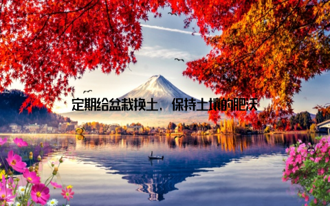 定期给盆栽换土, 保持土壤的肥沃