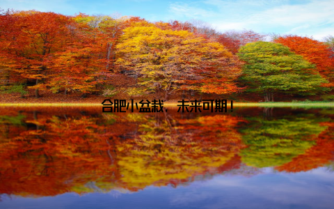 合肥小盆栽, 未来可期!