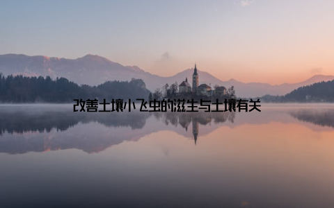 改善土壤小飞虫的滋生与土壤有关