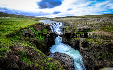 可以使用复合肥或有机肥进行施肥