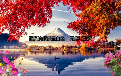 健康的根部呈白色, 无腐烂现象