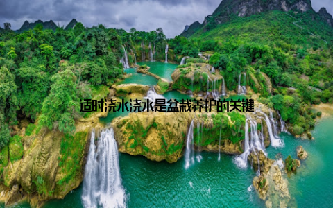 适时浇水浇水是盆栽养护的关键