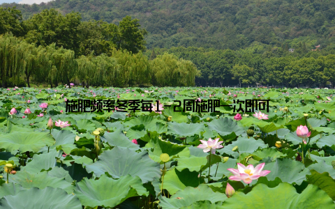 施肥频率冬季每1-2周施肥一次即可