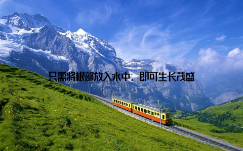 只需将根部放入水中, 即可生长茂盛