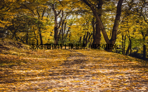 浇水时要保持土壤湿润, 但不可积水