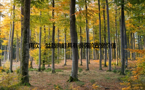 再次, 盆栽肉桂具有很强的观赏价值