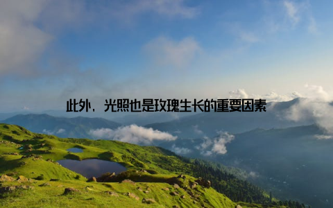 此外, 光照也是玫瑰生长的重要因素