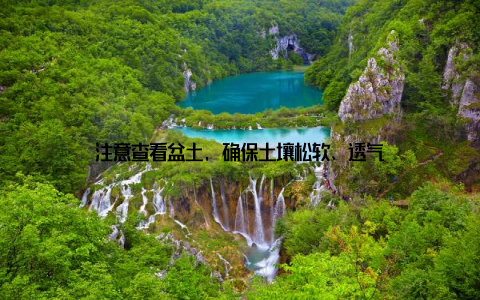 注意查看盆土, 确保土壤松软、透气