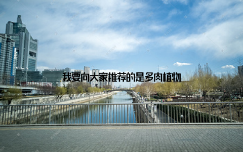 我要向大家推荐的是多肉植物