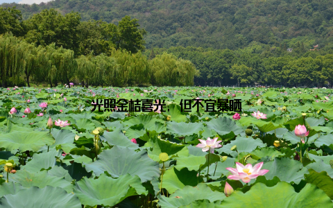 光照金桔喜光, 但不宜暴晒