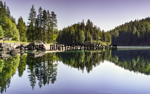 可是, 凤尾竹却给了我意外的惊喜