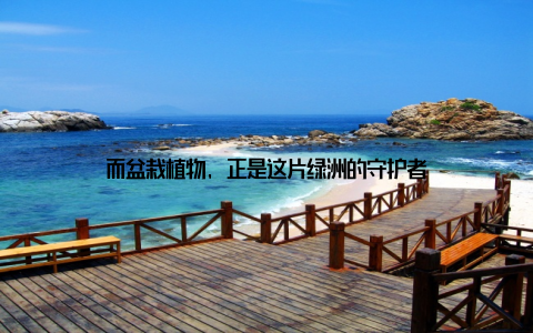 而盆栽植物, 正是这片绿洲的守护者