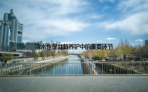 浇水也是盆栽养护中的重要环节