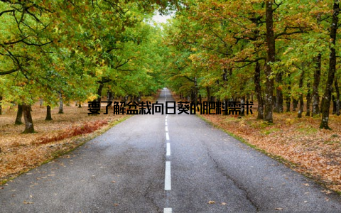 要了解盆栽向日葵的肥料需求