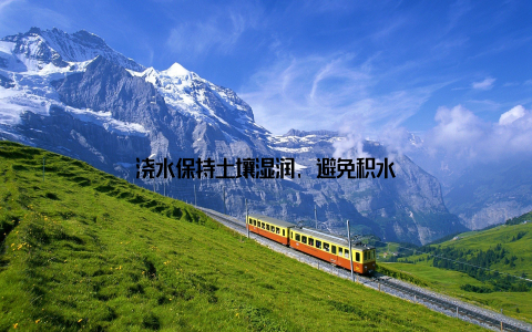 浇水保持土壤湿润, 避免积水