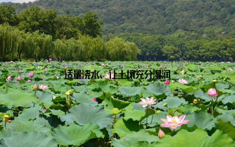 适量浇水, 让土壤充分湿润