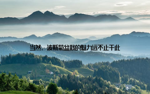 当然, 波斯菊盆栽的魅力远不止于此