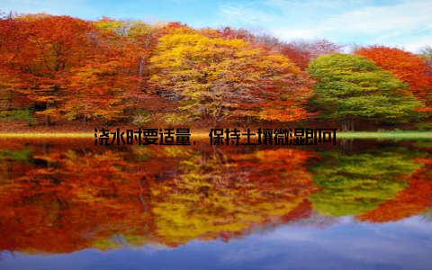 浇水时要适量, 保持土壤微湿即可