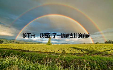 接下来, 我看到了一株株古朴的梅树