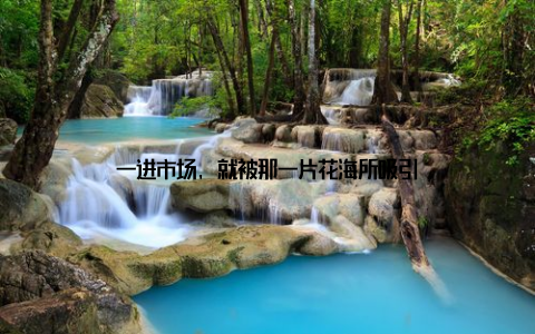 一进市场, 就被那一片花海所吸引