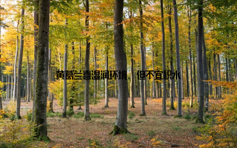 黄葛兰喜湿润环境, 但不宜积水