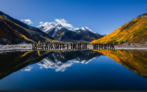 适当浇水保持土壤湿润, 避免积水