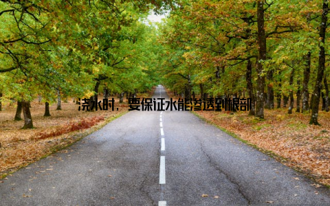 浇水时, 要保证水能渗透到根部